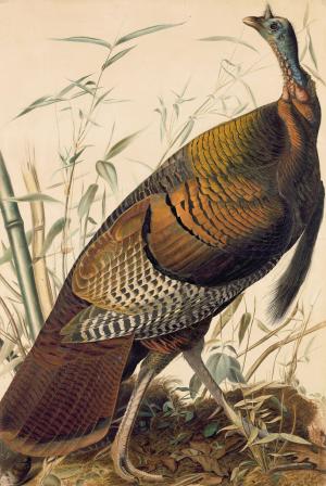 Audubon Watercolors