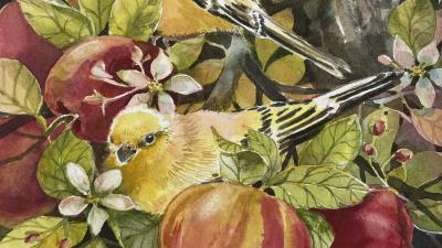 Apples and Finches